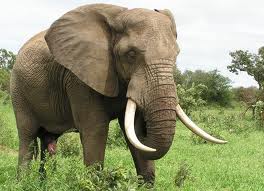 21 Elephant (3)
